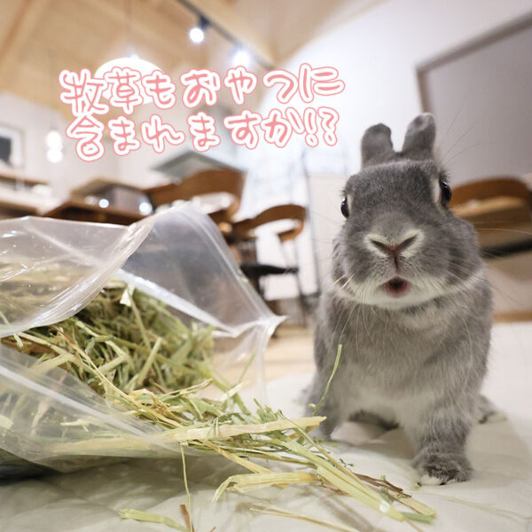 うさぎさんにとって良いおやつ