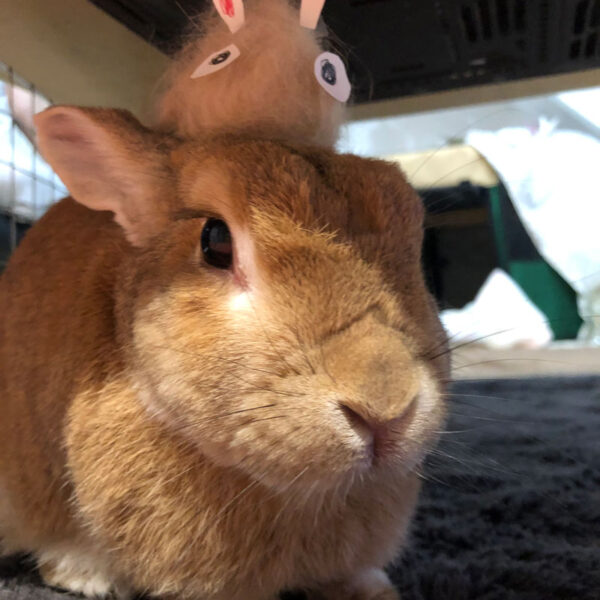 [ご長寿うさぎさん] ころちゃん 10歳