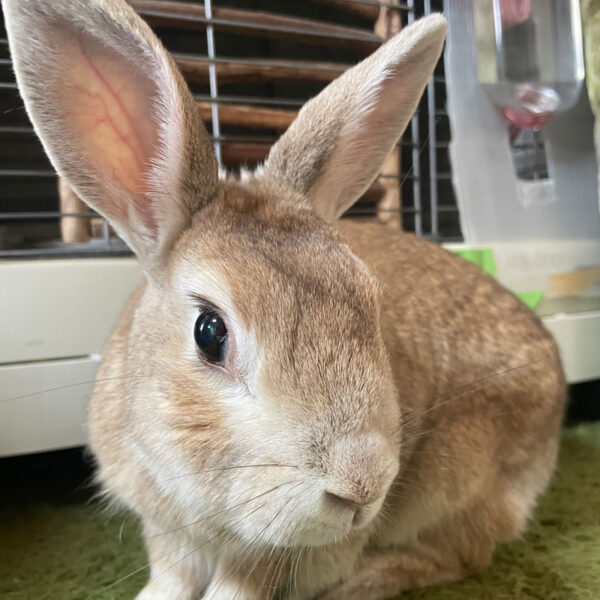 [ご長寿うさぎさん] のび太くん 12歳