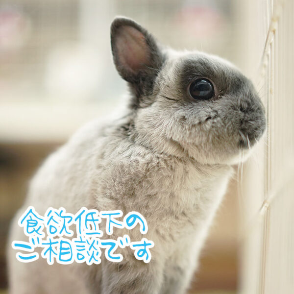 食欲低下についてのご相談