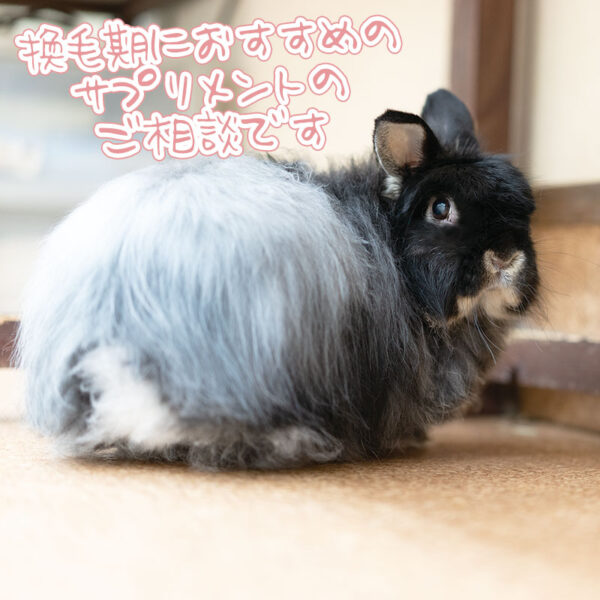 換毛期にオススメのサプリメント