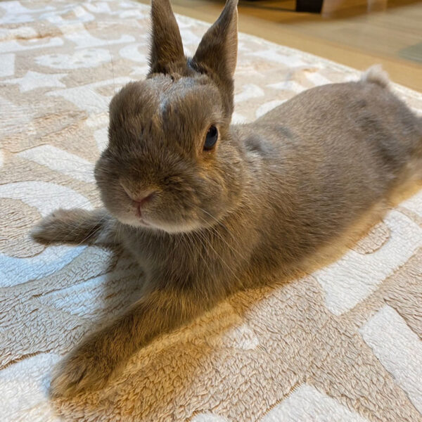 [ご長寿うさぎさん] ももくん 11歳