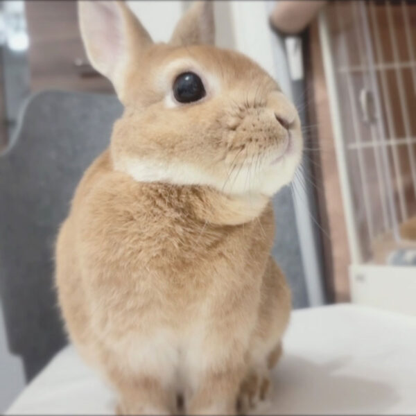 [ご長寿うさぎさん] もこくん 10歳