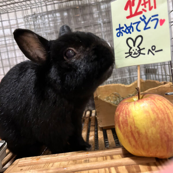 [ご長寿うさぎさん]  ペッパーくん 12歳