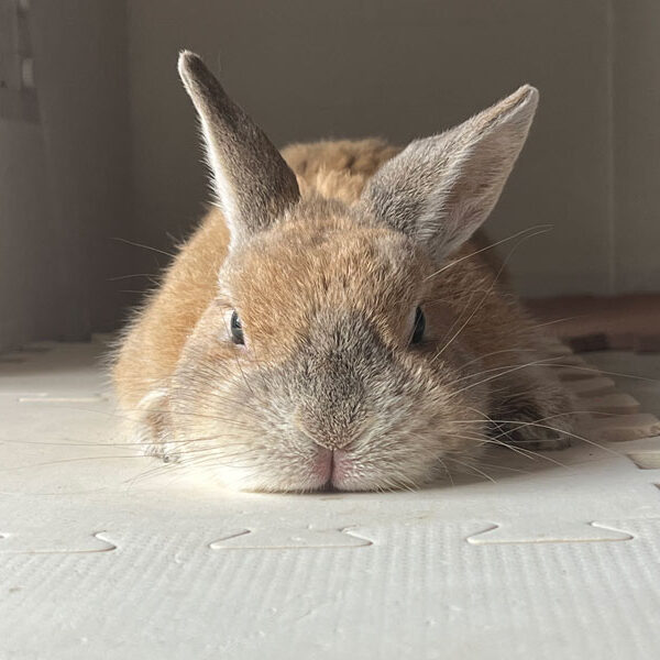 [ご長寿うさぎさん] うーちゃん 13歳