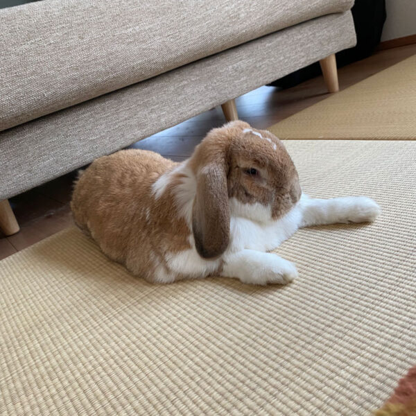 [ご長寿うさぎさん]  だいきちくん11歳