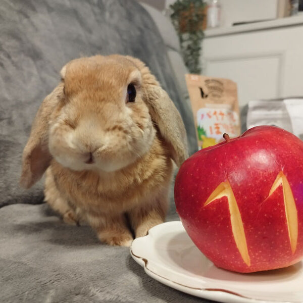 [ご長寿うさぎさん]  きなこちゃん 11歳