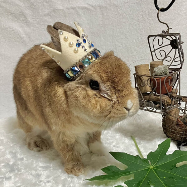 [ご長寿うさぎさん] うーやんきゅんきゅんくん 12歳