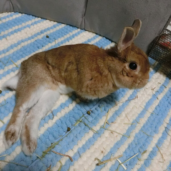 [ご長寿うさぎさん] きなくん 12歳