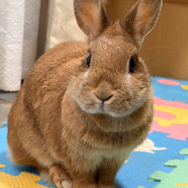 [ご長寿うさぎさん] こむぎちゃん 10歳