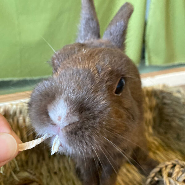 [ご長寿うさぎさん]  ころもくん 15歳