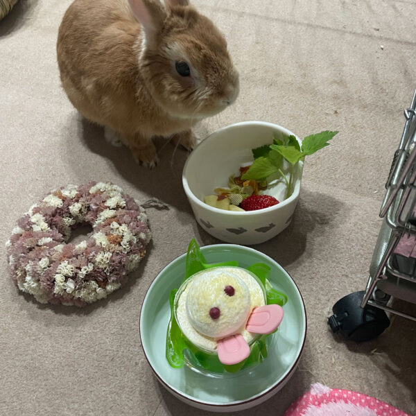 [ご長寿うさぎさん]  アナちゃん 11歳