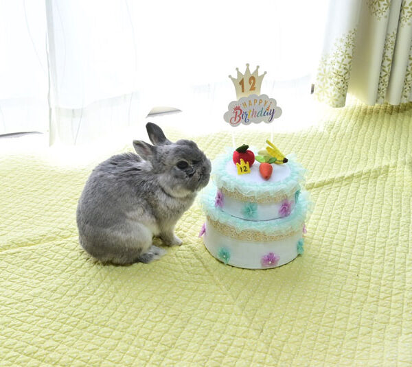 [ご長寿うさぎさん] そらくん 12歳