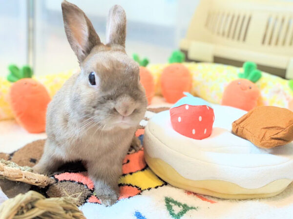 [ご長寿うさぎさん]  モクくん 10歳